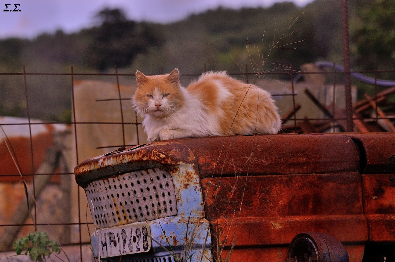 WILDCAT AT THE ABANDONED TRACTOR 