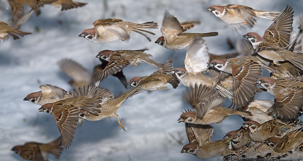 Форсируя реку Мару – бис Полевой воробей, Tree Sparrow, Passer montanus, река Мара, пародия