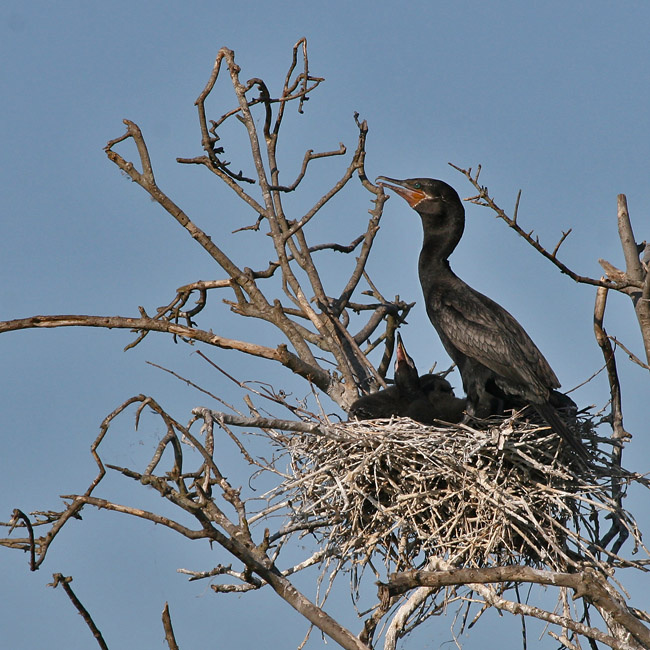 Весна 2 птицы, баклан, ушастый, double-crested, cormorant, Texas