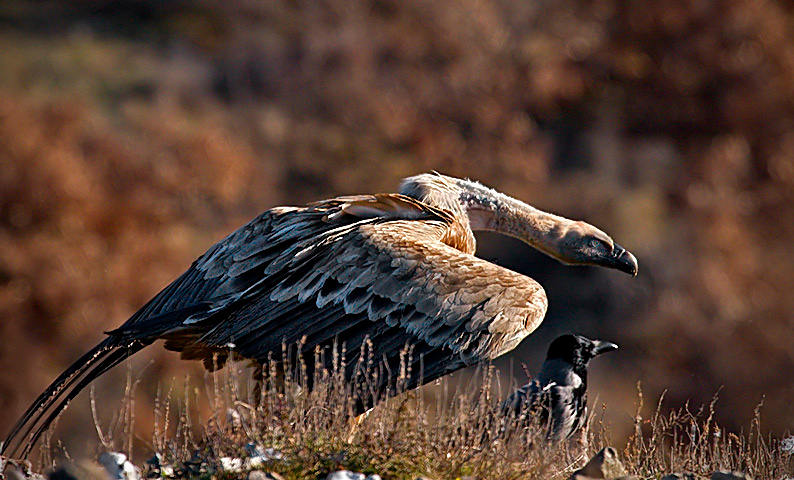 Смертожадные (Death eaters) Сип белоголовый (Gyps Fulvus), Серая ворона (Corvus cornix)