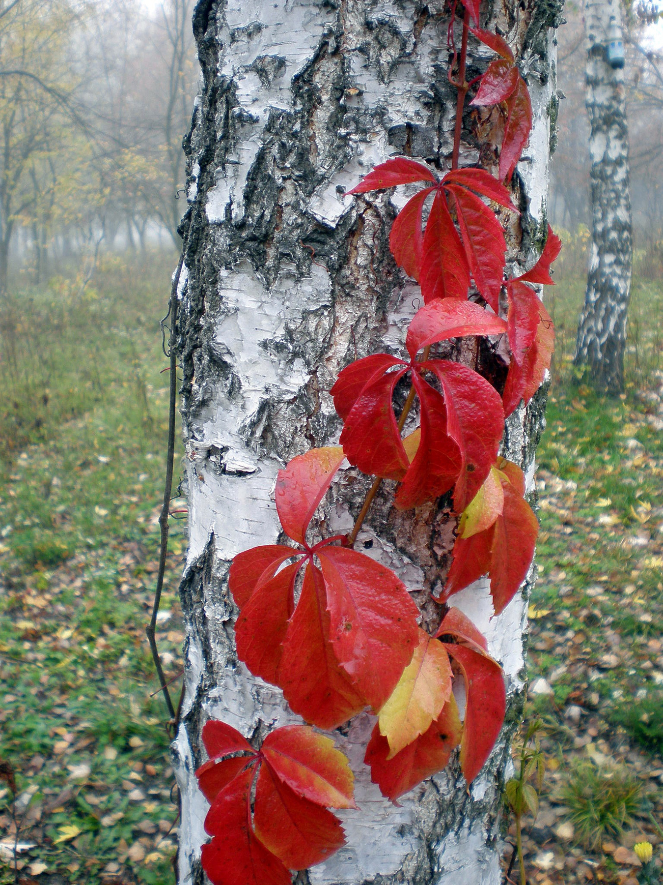 В объятиях осени... природа,осень