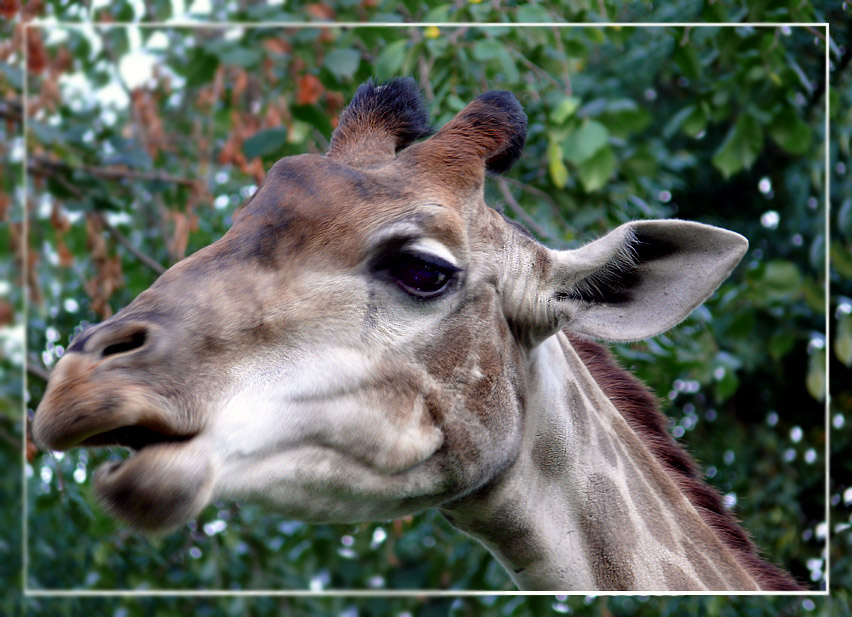Жирафы взбрыкивают вбок. Жираф, Giraffa cameleopardalis, Московский зоопарк.
