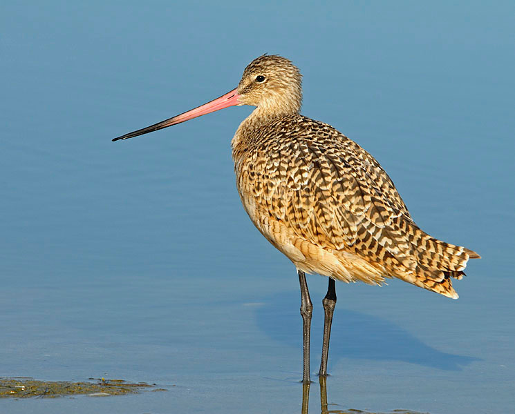 Буратинка Мраморный веретенник, Limosa fedoa, Лагуна Малибу, Marbled Godwit, Malibu Lagoon, California