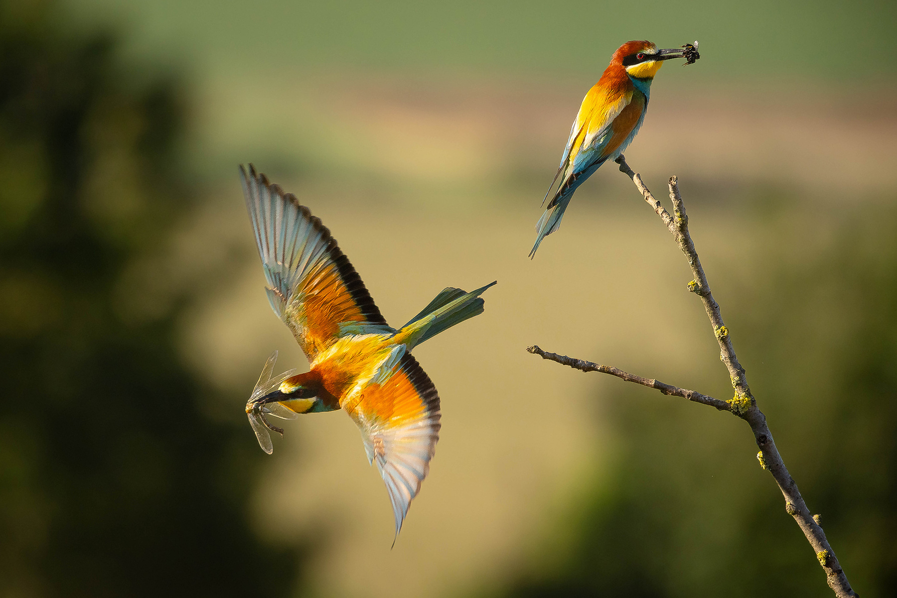 Bee-eater 