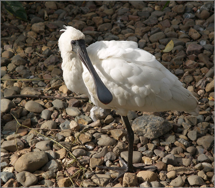 Королевский ложкоклюв Royal Spoonbill Platalea regia