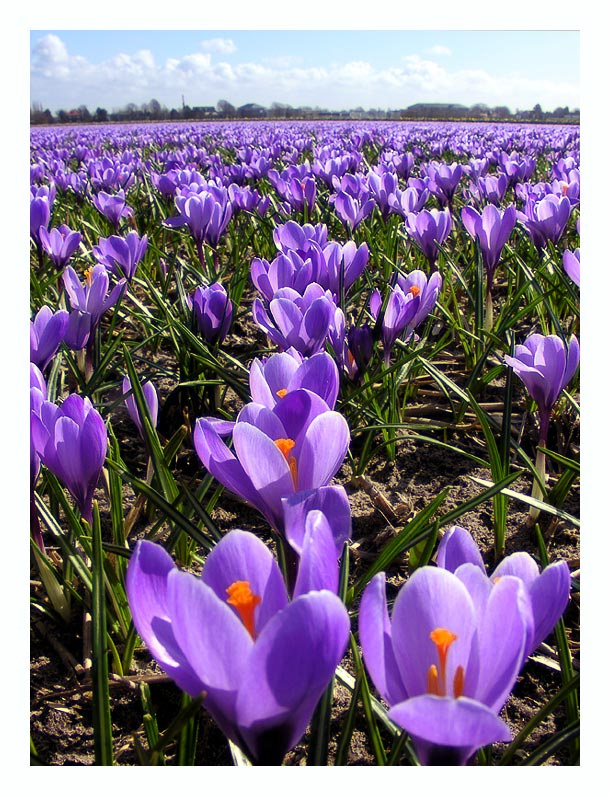 Красота на весь мир Holland поле крокусы весна