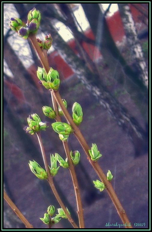 Sping days весна зелень