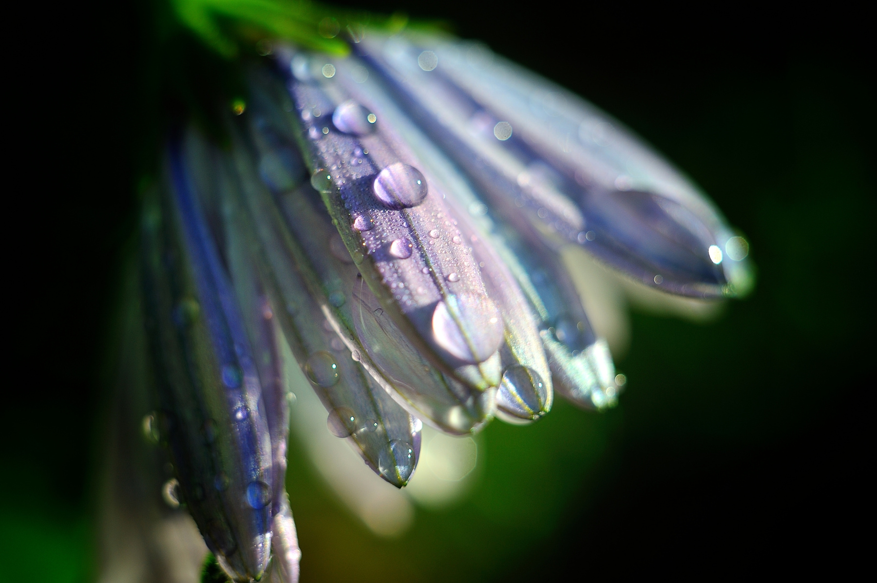 Morning dew flower, dew, macro, цветок, роса, макро, капли, Helios 44-2, bokeh