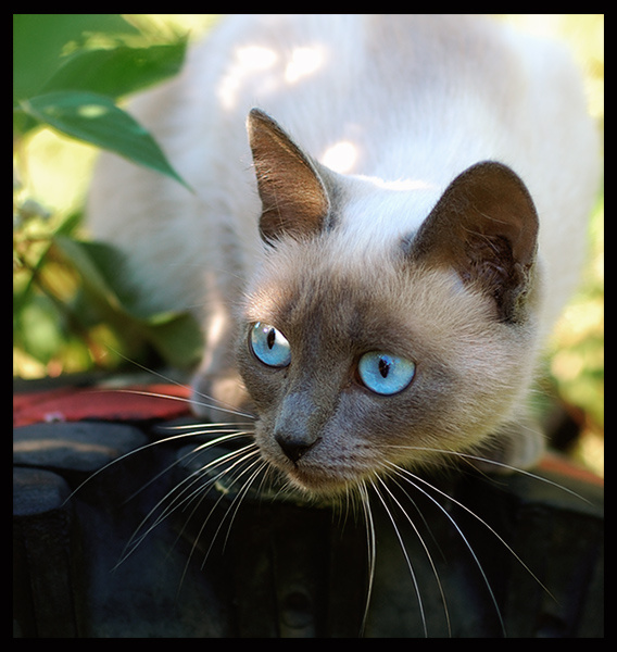 Сиамский взгляд кошка взгляд