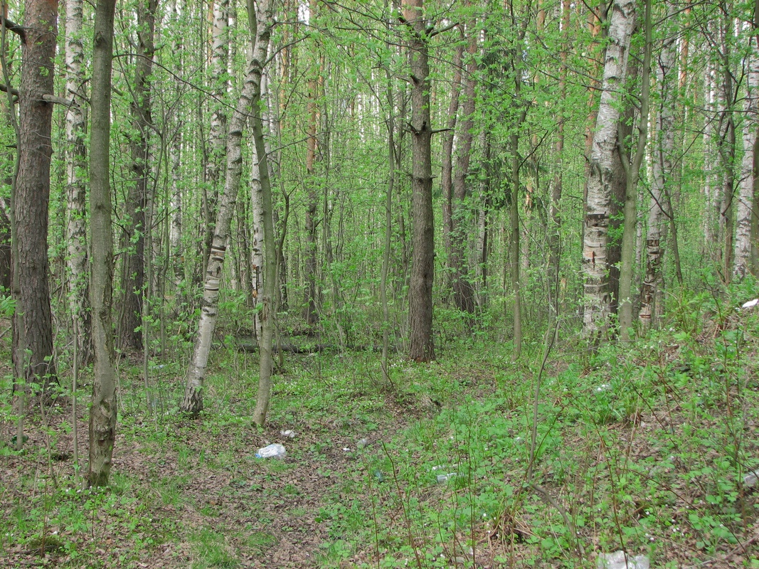 Весна в Ржевском лесопарке Лесопарк Ржевка Петербург весна
