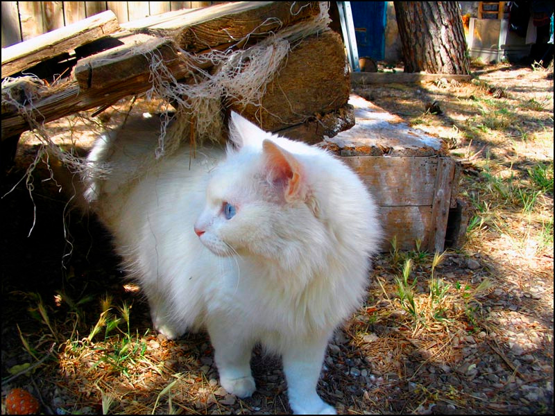 *9 кошка