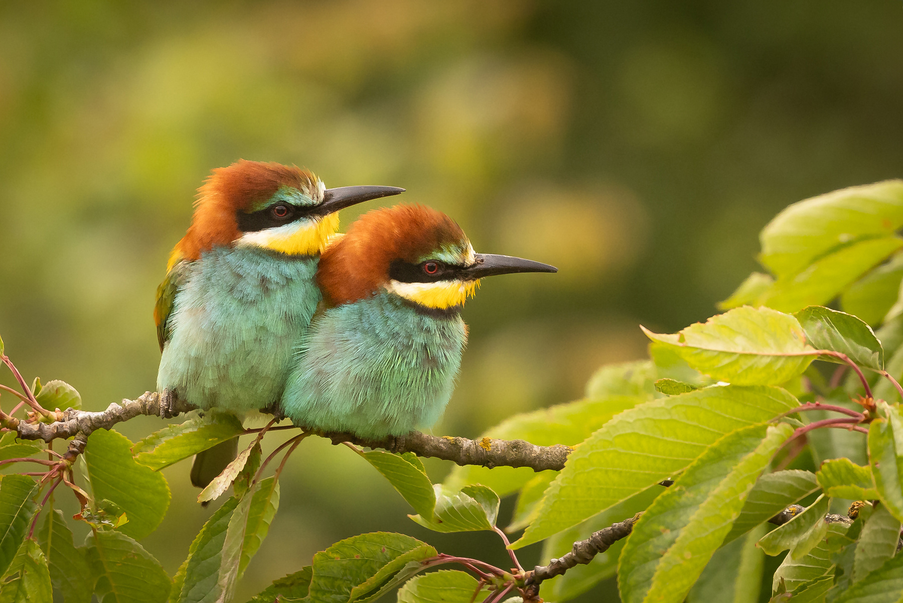Bee-eater 