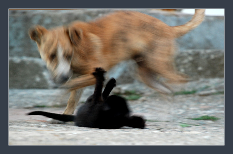 Кот и пес Кот Пес