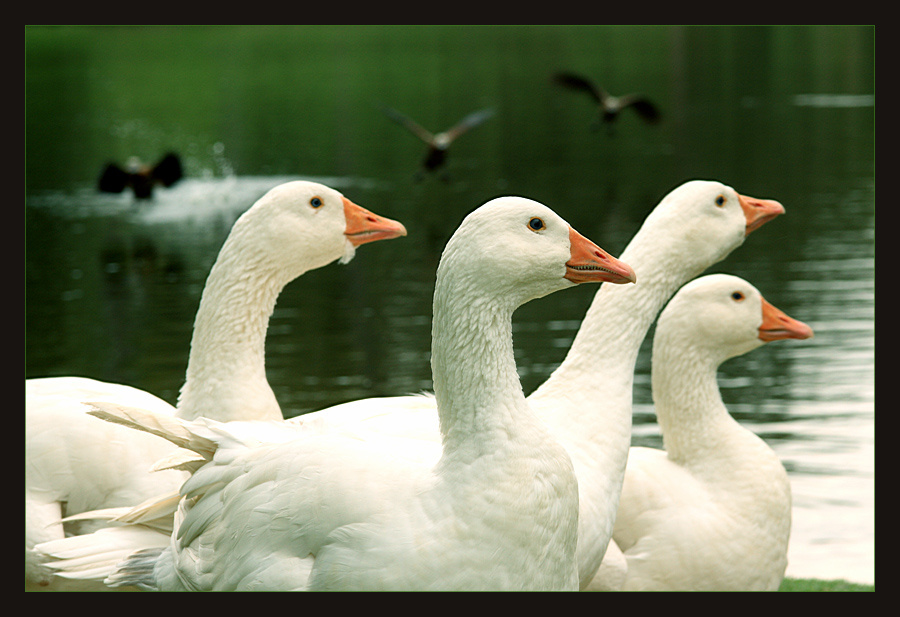 duck tales 
