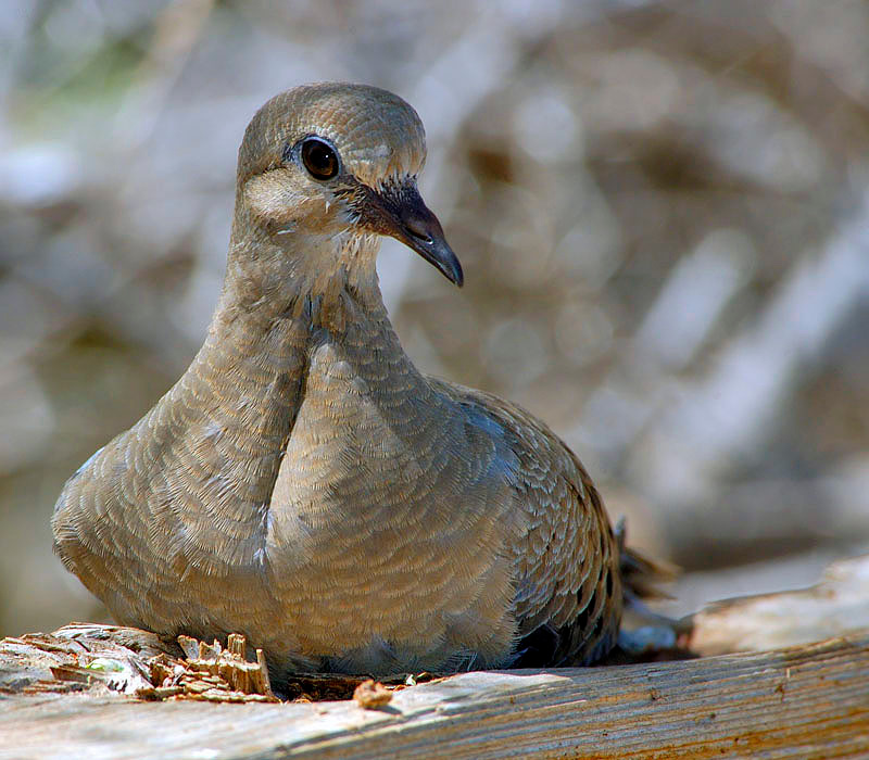 Горлинка Плачущая горлица, Zenaida macroura, Mourning Dove, Salton Sea, California