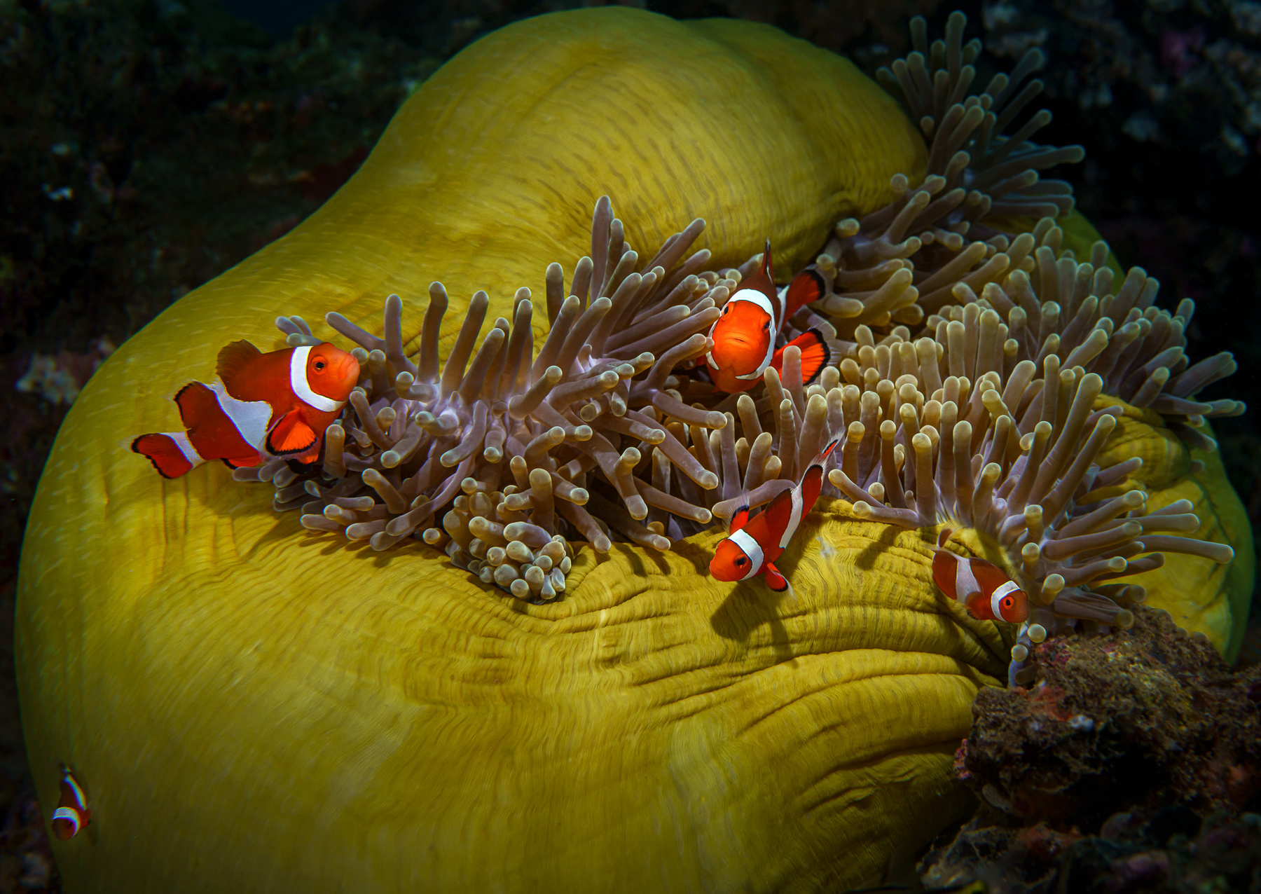 Клоуны anemone clownfish underwater macro philippines diving ocean sea animal fish tropical