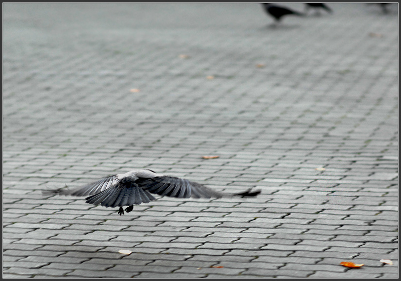 На бреющем... серая ворона Corvus cornix