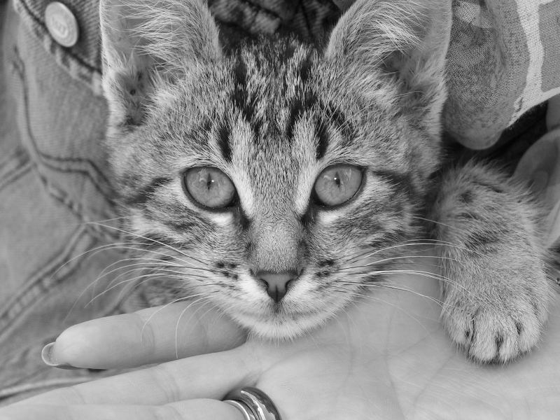 взгляд....зверя взгляд котенок серый джинсы глаза