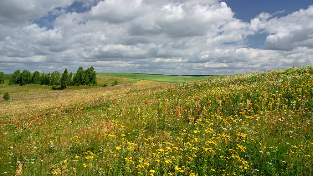 Полевая, летняя 