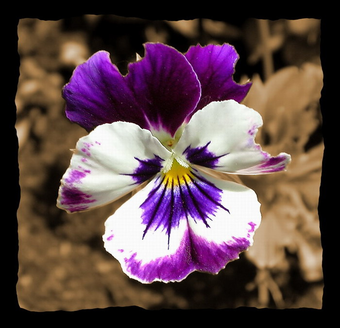 Viola tricolor фиалка анютины глазки цветок