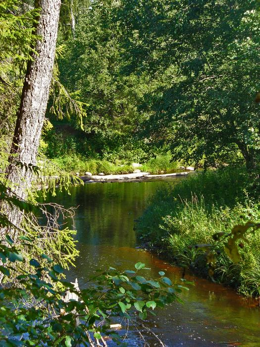поворот лес, река, вода, пейзаж, лето