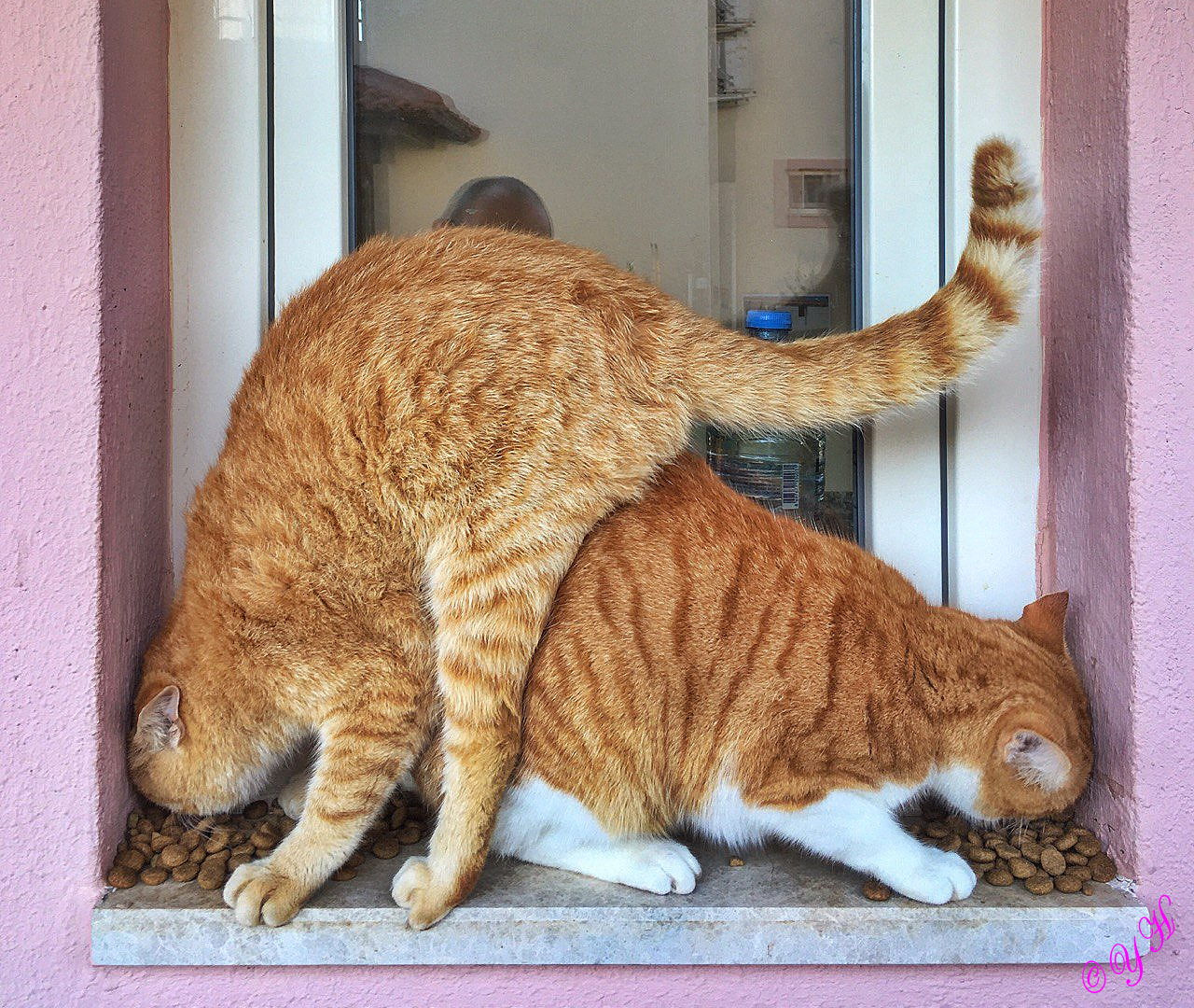 Кото инь-янь кот кошка юмор
