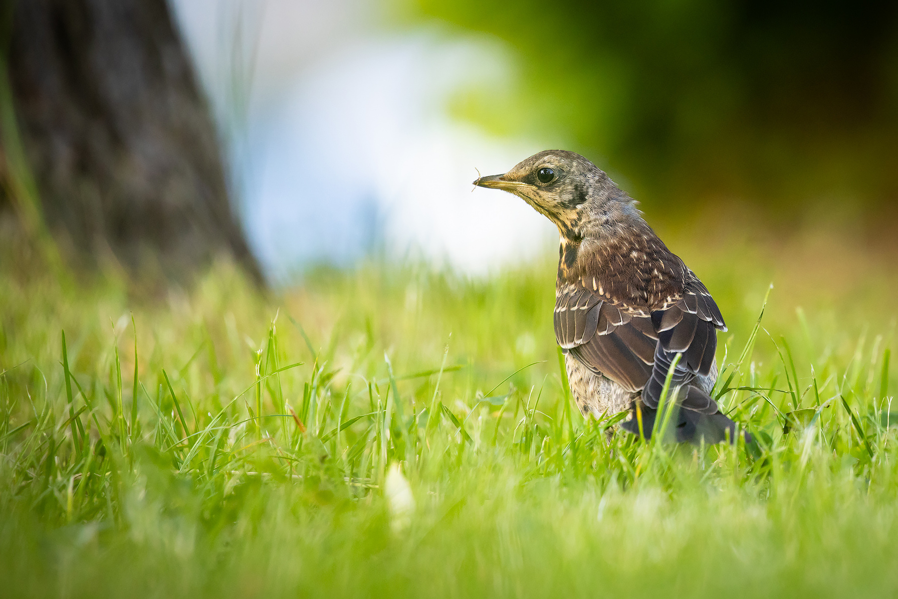Thrush 