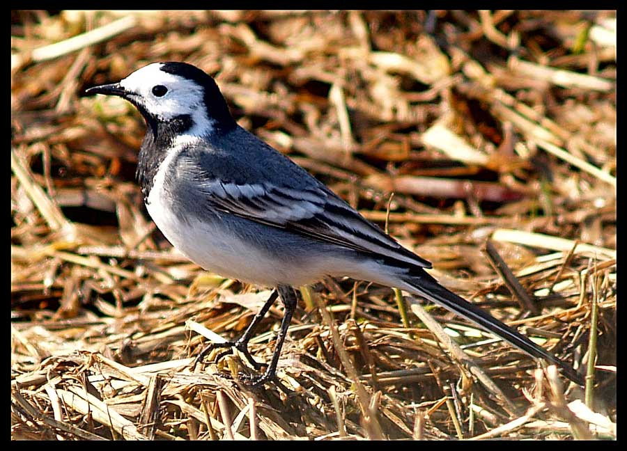 Белая трясогузка (Motacilla alba) Белая трясогузка Motacilla alba