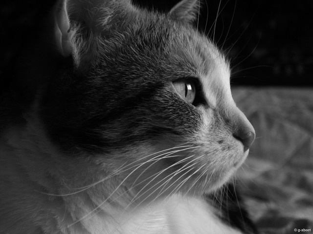 Kitti кошка кот