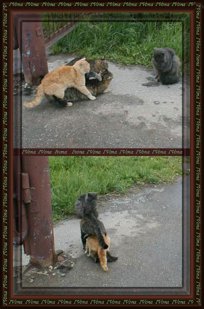 Кто последний,тот отец Кошки