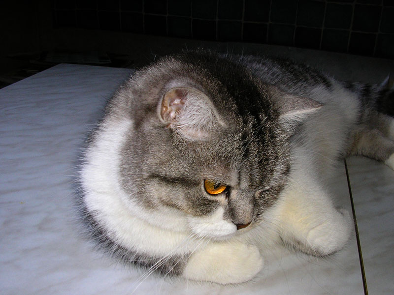 *** Кот