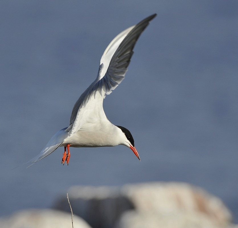 Крачка Sterna Hirundo крачка речная камни небо крылья клюв лапы