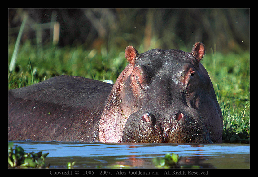 Бегемот, Гиппопотам (Hippopotamidae). Африке, Кения, озеро-Накуру, Бегемот, гиппопотам, (Hippopotamus, amphibius)