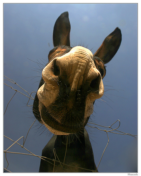 ЕМУЛ ЕМУЛ, осел, emule, mule