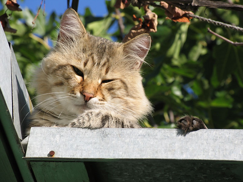 *** кот, котик