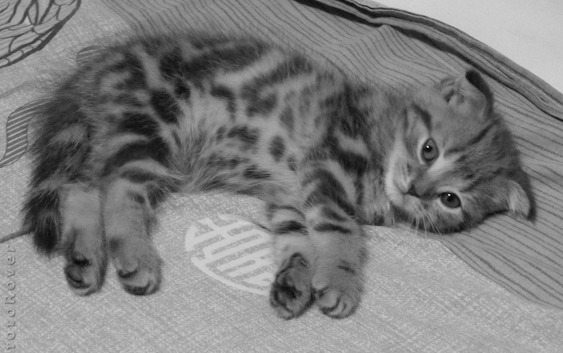 Вам нравятся старые детские фотографии? котёнок милота старый имитация