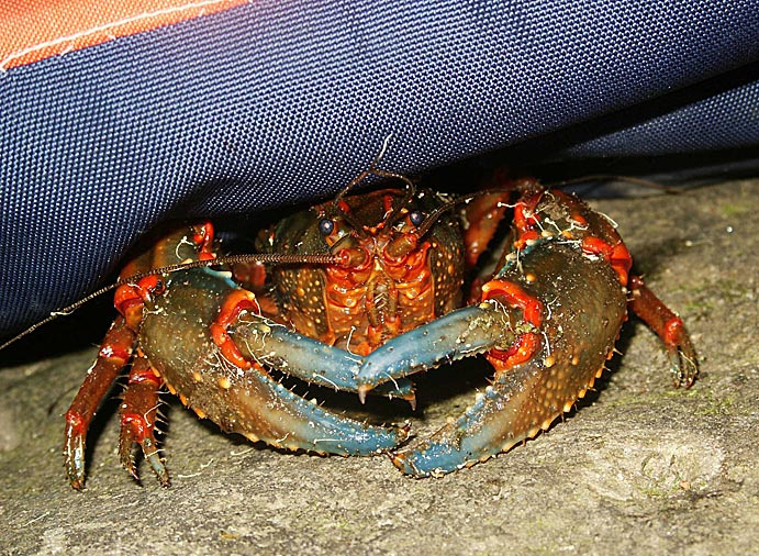 В оранжево-синем углу ринга австралийский боксер Ябби рак Yabby Cherax destructor река Австралия Голубые горы долина вод Australia NSW Blue Mountains Walley Waters