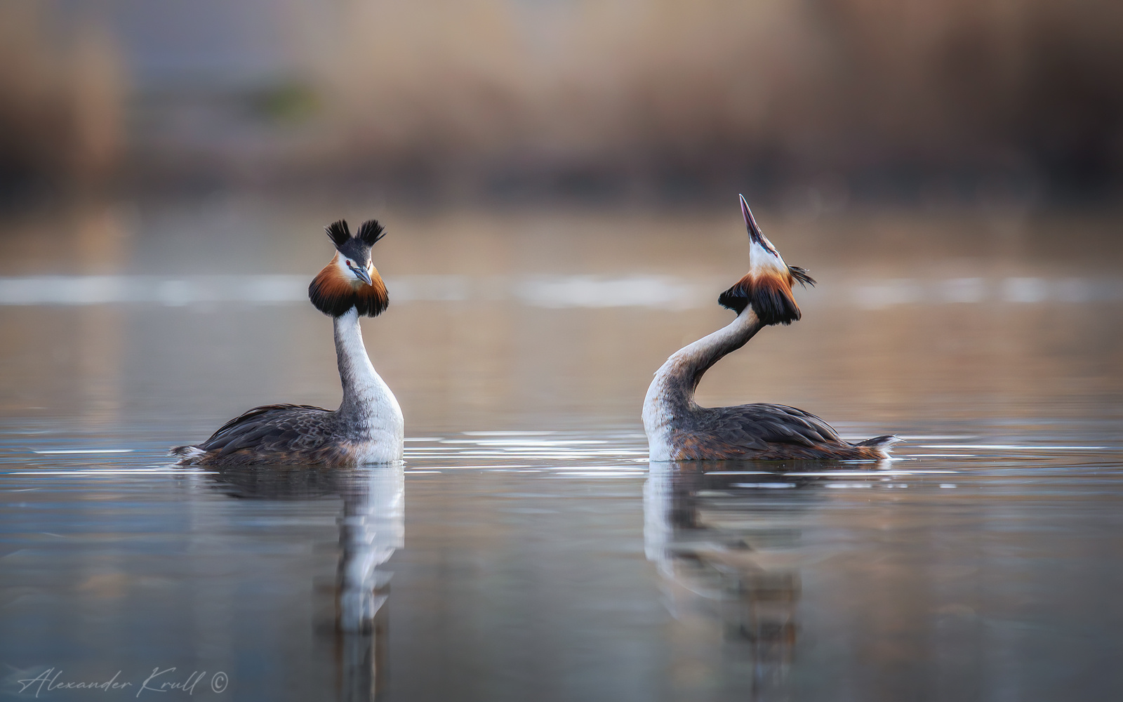 Когда чомги танцуют чомга поганка большая podiceps cristatus