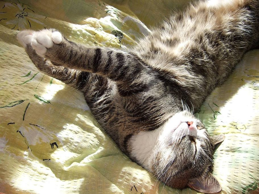 Хорошо! кот