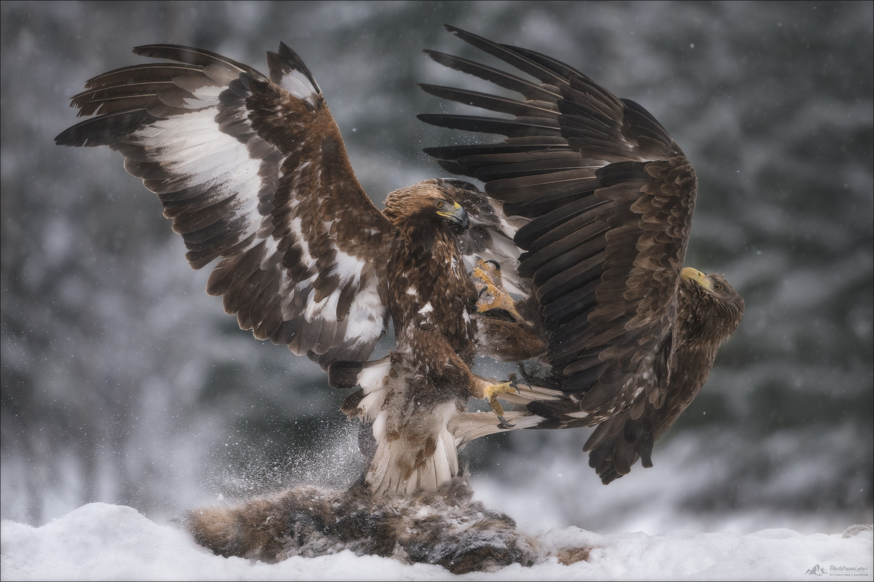 FIGHT красный бор фототур в беларусь орлан-белохвост орлан беркут golden eagle сероватень haliaeetus albicilla белохвостый white-tailed фотоохота