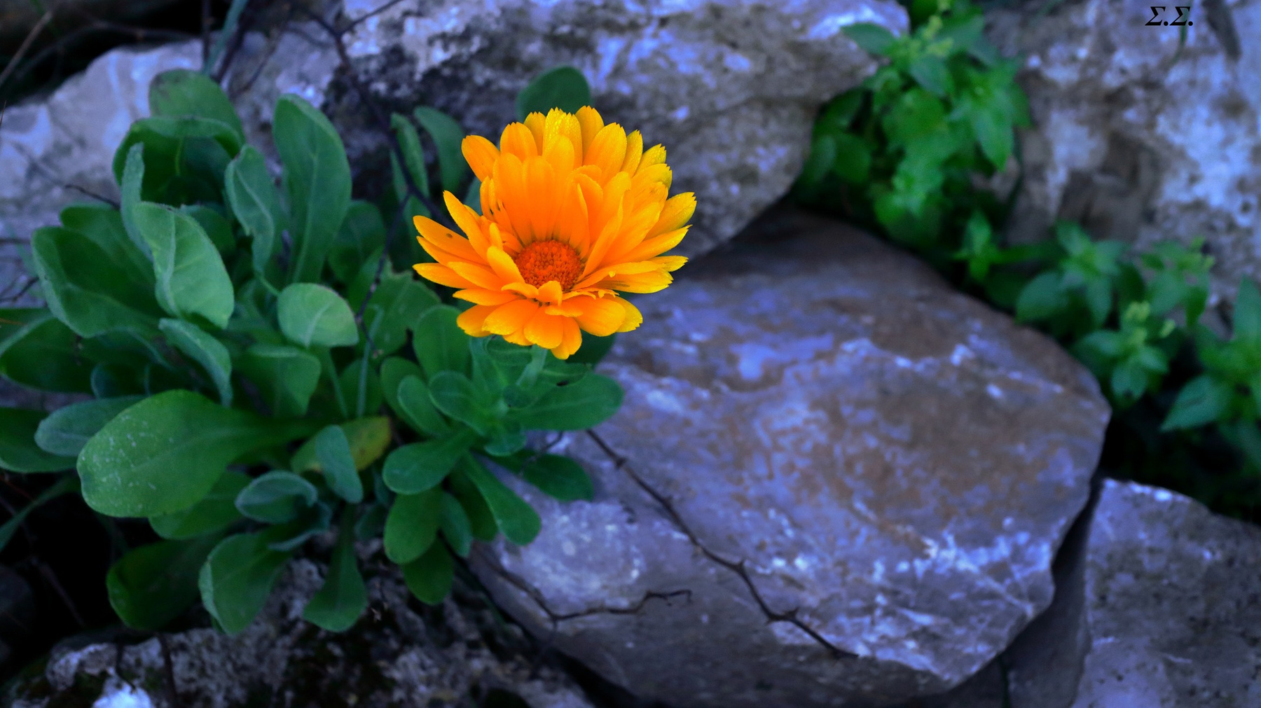 THROUGH THE ROCKY TERRAIN 