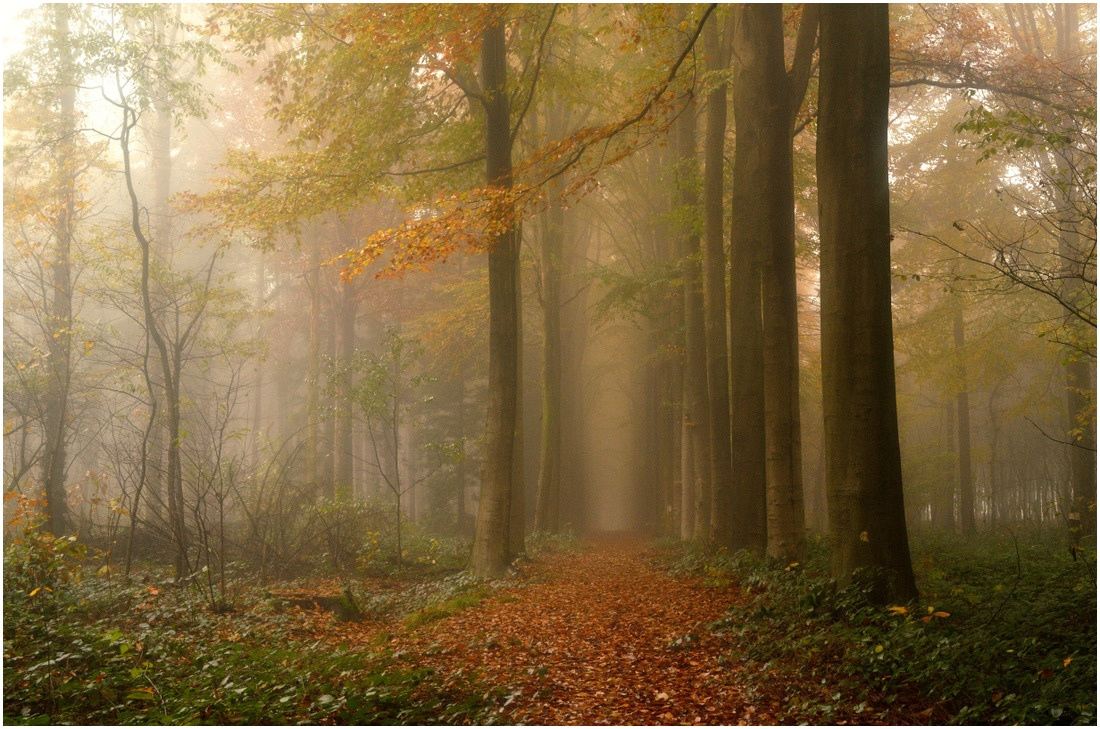 Autumn colors. 