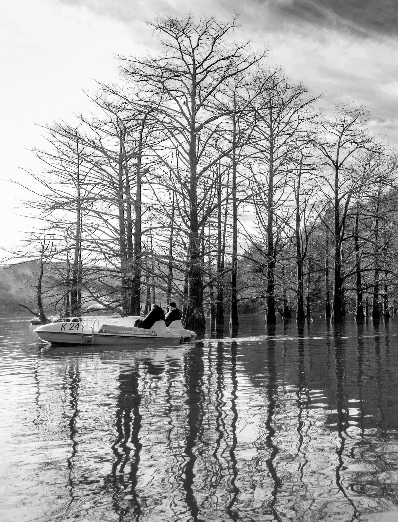 Водные кипарисы. Сукко. Кипарисы озеро Сукко