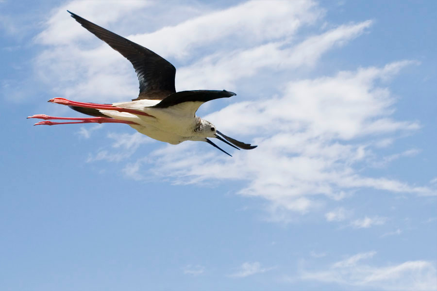 26773 Synchronized flight 