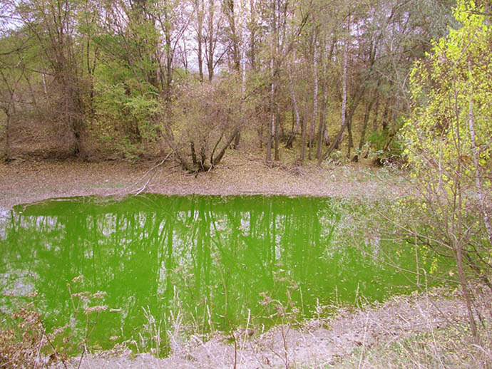 не пей, козленочком станешь озеро природа зеленая вода осень