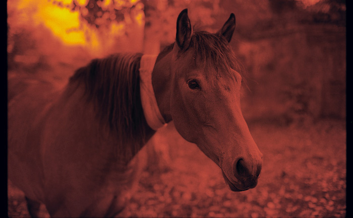 лошадь horse, Staritsa