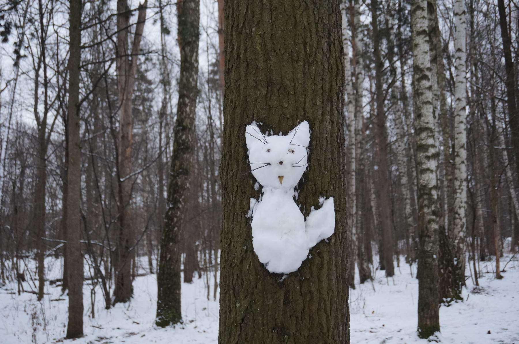 Год Кота - Красота 