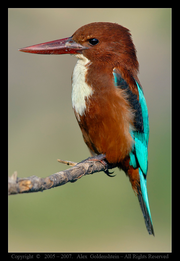 Белогрудый зимородок - White breasted Kingfisher (Halcyon smyrnensis). Белогрудый, зимородок, White, breasted, Kingfisher, (Halcyon-smyrnensis).