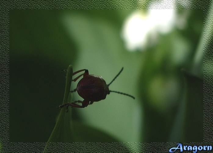 Bug's Life vol.2 Жук, природа