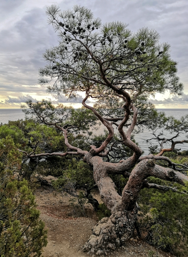Корявая жизнь. море скалы дерево